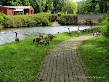 Martel juillet2020  (1)