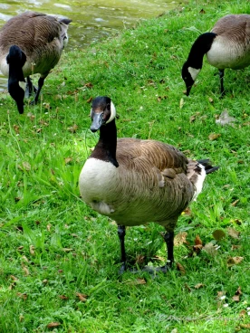 Martel juillet2020  (4)