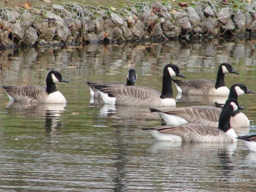 Martel octobre2020   (30)