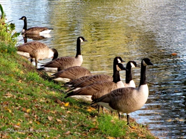 Martel novembre2018   (6)