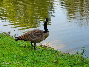 Martel septembre2021    (1)