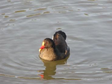 Martel novembre2021   (61)