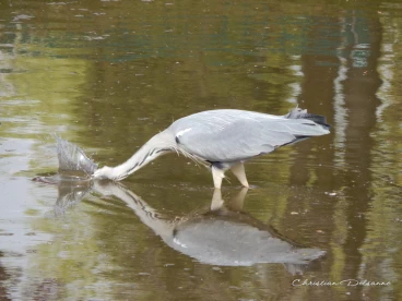 Martel avril2014    (10)