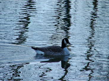 Martel decembre2021    (17)