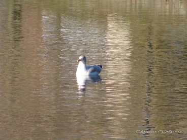 Martel novembre2020   (31)