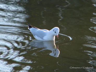 Martel decembre2021    (22)