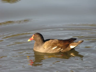 Martel novembre2021   (60)