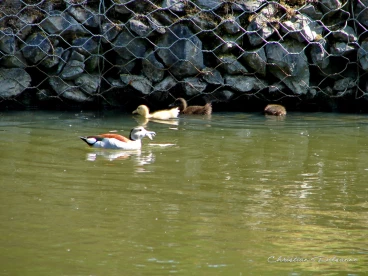 Martel mai2020    (2)