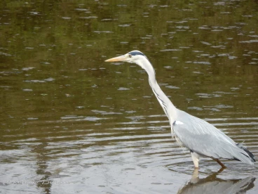 Martel avril2014    (12)