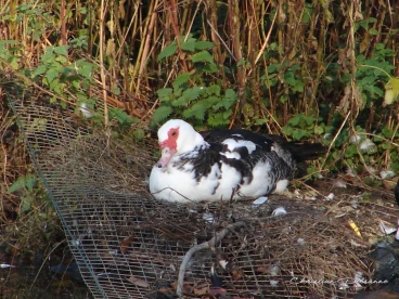 Martel novembre2020   (40)