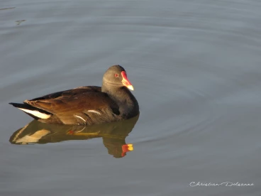 Martel novembre2021   (63)