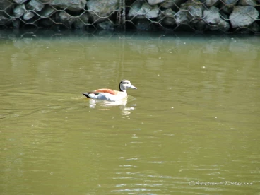 Martel mai2020    (1)