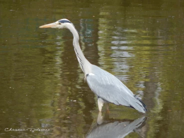 Martel avril2014    (8)