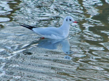 Martel decembre2021    (21)