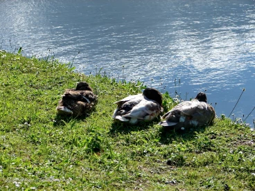 Martel juin2022  (12)