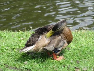 Martel juillet2020  (11)