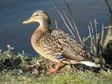 Martel fevrier2019   (23)