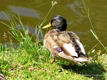 Martel mai2014    (3)