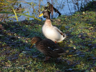 Martel decembre2021    (11)