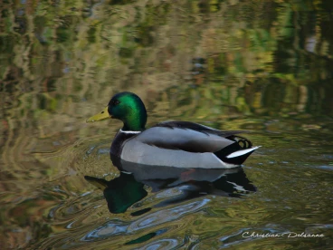 Martel novembre2020   (38)