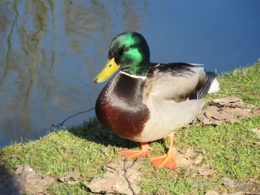 Martel fevrier2019   (22)