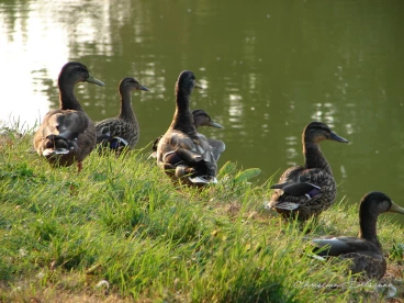 Martel aout2020  (2)