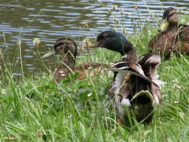 Martel juin2018  (5)