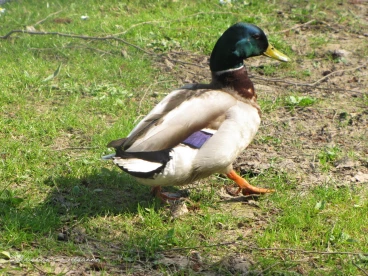 Martel avril2020    (17)