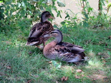 Martel juin2018  (9)