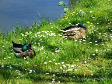 Martel mai2016    (7)