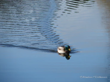 Martel novembre2020   (34)