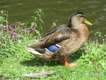 Martel juillet2020  (12)