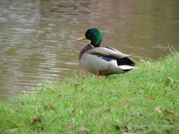 Martel novembre2021   (28)