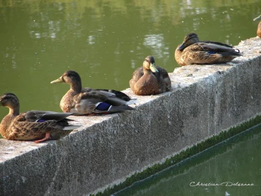 Martel aout2020  (4)