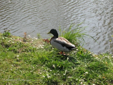 Martel avril2020    (11)