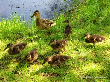 Martel mai2014    (16)