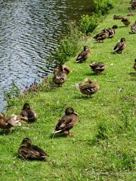 Martel juillet2020  (9)