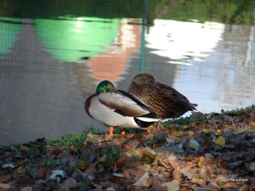 Martel novembre2020   (37)