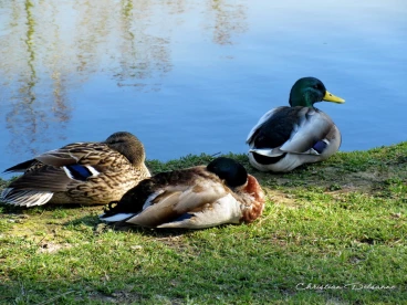 Martel fevrier2019   (18)