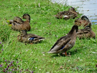 Martel juillet2020  (13)