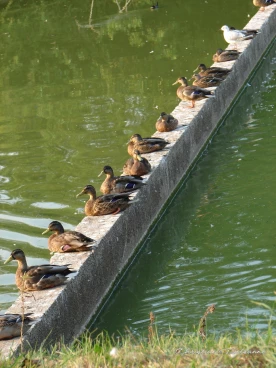 Martel aout2020  (5)