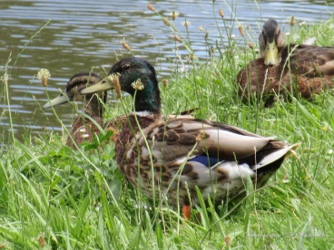 Martel juin2018  (6)