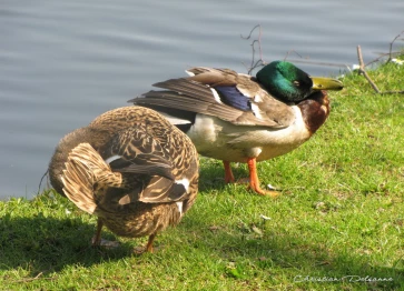 Canards