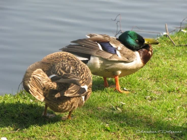 Martel avril2020    (18)