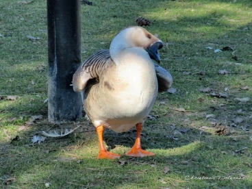 Martel fevrier2019   (19)