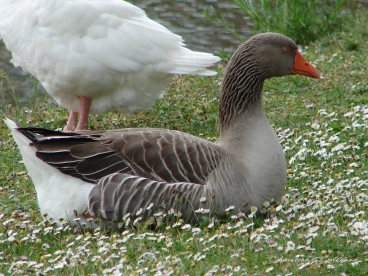 Martel avril2020    (36)