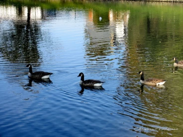 Martel octobre2019 (27)