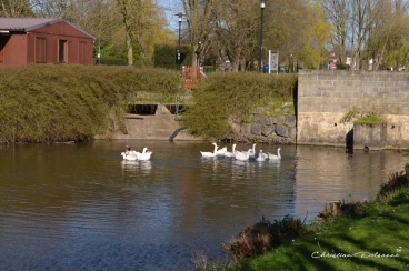 Martel mars2020   (40)