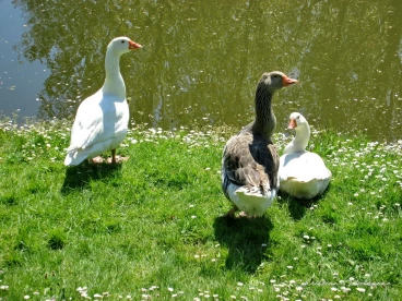 Martel mai2016    (2)