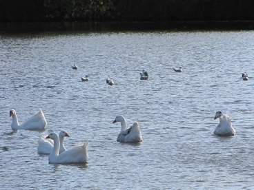 Martel octobre2020   (6)